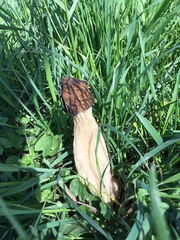 Morchella esculenta