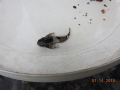 Clinocottus globiceps