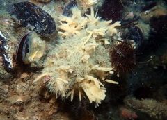 Halichondria bowerbanki