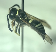 Ancistrocerus waldenii