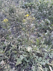 Sisymbrium loeselii