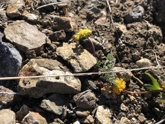 Lomatium hendersonii
