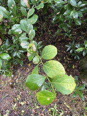 Gymnosporia nemorosa