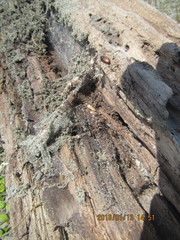 Mesites pallidipennis
