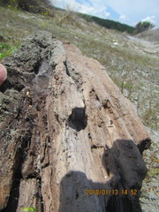 Mesites pallidipennis