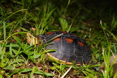 Cuora flavomarginata evelynae