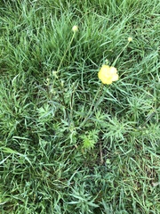 Ranunculus acris