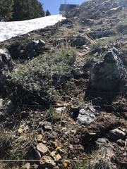 Lomatium hendersonii