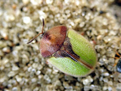 Cassida ferruginea