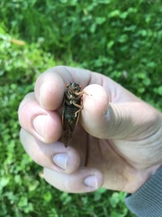 Magicicada septendecula
