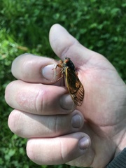 Magicicada septendecula
