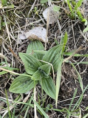 Plantago media