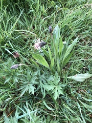 Plantago lanceolata
