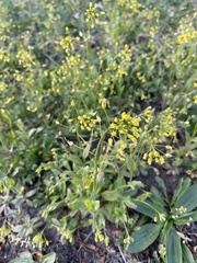 Draba nemorosa