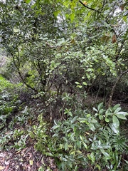 Gymnosporia nemorosa