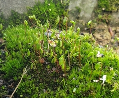 Ptychostomum capillare