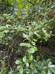 Gymnosporia nemorosa