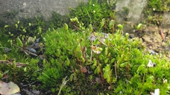 Ptychostomum capillare