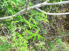 Asparagus volubilis