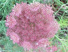 Daucus carota hispanicus