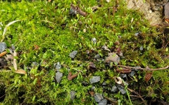 Ptychostomum capillare