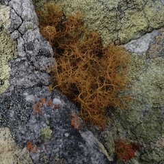 Teloschistes capensis