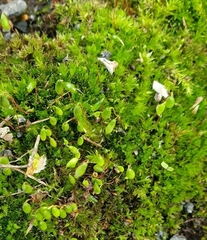 Ptychostomum capillare