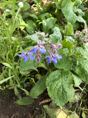 Borago officinalis