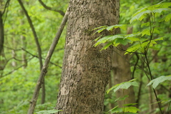 Acer pseudoplatanus