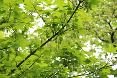 Acer pseudoplatanus