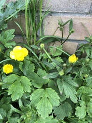 Ranunculus acris