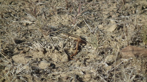Pedioplanis lineoocellata