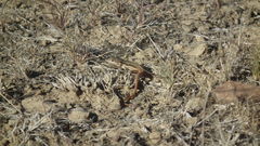 Pedioplanis lineoocellata