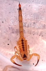 Tityus stigmurus