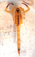 Tityus stigmurus