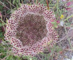 Daucus carota hispanicus