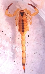 Tityus stigmurus