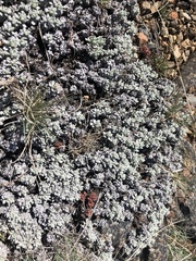 Eriogonum douglasii