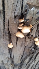 Crepidotus mollis image