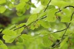 Fagus sylvatica