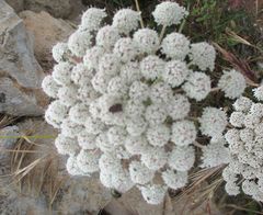 Daucus carota hispanicus