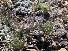 Castilleja schizotricha