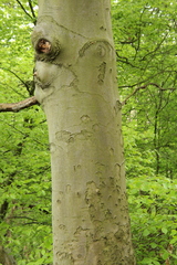 Fagus sylvatica