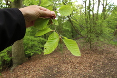 Fagus sylvatica