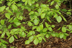 Fagus sylvatica