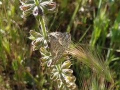 Evergestis frumentalis