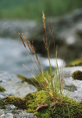 Trisetum agrostideum