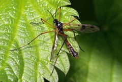 Ptychoptera contaminata