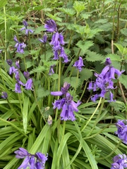 Hyacinthoides