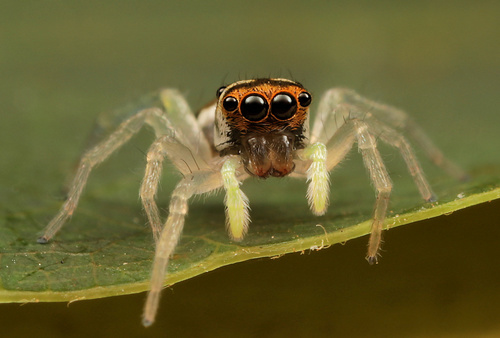 Phintella aequipes